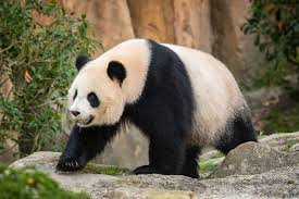 Résultat de recherche d'images pour "pandas"