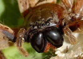 Attēlu rezultāti vaicājumam “Sparassidae”