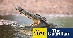 Attēlu rezultāti vaicājumam “Crocallis elinguaria imago”