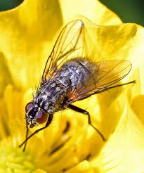 Attēlu rezultāti vaicājumam “Thecabius affinis”