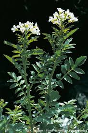 Attēlu rezultāti vaicājumam “Cardamine amara flower”