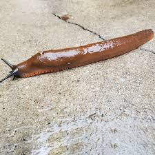 Attēlu rezultāti vaicājumam “Arion rufus”