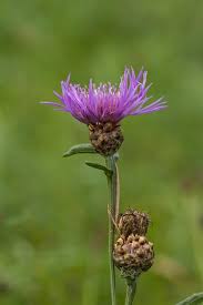 Attēlu rezultāti vaicājumam “Centaurea jacea”