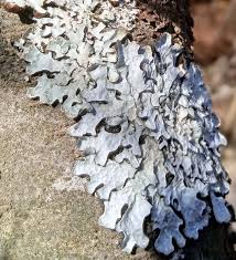 Attēlu rezultāti vaicājumam “Parmelia serrana”