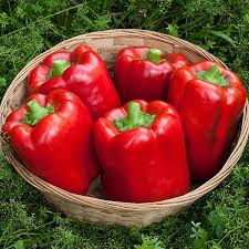 Afbeeldingsresultaat voor california wonder 300 sweet pepper
