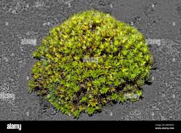 Attēlu rezultāti vaicājumam “Syntrichia ruralis var. ruralis sporophyte”