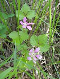 Attēlu rezultāti vaicājumam “Rubus arcticus flower”