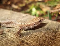 Attēlu rezultāti vaicājumam “Lacerta vivipara”