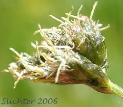 Attēlu rezultāti vaicājumam “Scirpus sylvaticus bud”