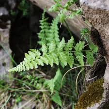 Attēlu rezultāti vaicājumam “Cystopteris fragilis”