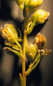 Attēlu rezultāti vaicājumam “Artemisia campestris bud”