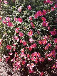 Attēlu rezultāti vaicājumam “Helianthemum nummularium flower”