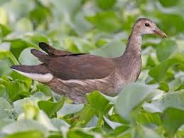 Attēlu rezultāti vaicājumam “Gallinula chloropus juvenile”