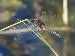 Attēlu rezultāti vaicājumam “Leucorrhinia dubia male”