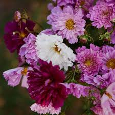 Image result for Cosmos bipinnatus `Double Click`