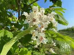 Attēlu rezultāti vaicājumam “Catalpa”