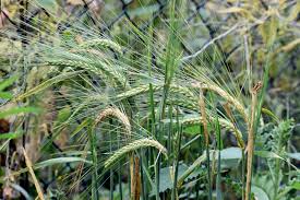 Attēlu rezultāti vaicājumam “Hordeum vulgare”