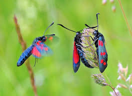 Attēlu rezultāti vaicājumam “Zygaena filipendulae”