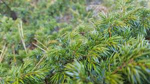 Attēlu rezultāti vaicājumam “Juniperus communis”