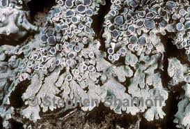 Attēlu rezultāti vaicājumam “Physcia aipolia”