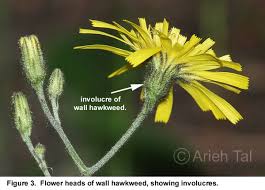 Attēlu rezultāti vaicājumam “Hieracium murorum flower”