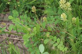 Attēlu rezultāti vaicājumam “Astragalus glycyphyllos flower”