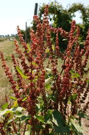 Attēlu rezultāti vaicājumam “Rumex obtusifolius flower”