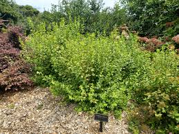 Attēlu rezultāti vaicājumam “Philadelphus lemoinei”