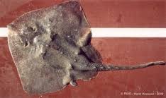 Image result for Amblyraja radiata