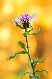 Attēlu rezultāti vaicājumam “Centaurea phrygia bud”