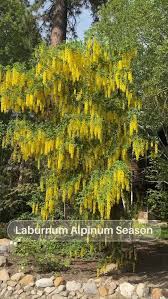 Attēlu rezultāti vaicājumam “Laburnum alpinum”