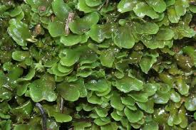 Attēlu rezultāti vaicājumam “Pellia endiviifolia sporophyte”