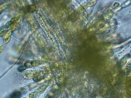 Attēlu rezultāti vaicājumam “Batrachospermum moniliforme”