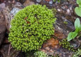 Attēlu rezultāti vaicājumam “Dichodontium pellucidum”