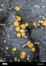 Attēlu rezultāti vaicājumam “Cheilymenia stercorea”