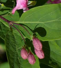 Attēlu rezultāti vaicājumam “Lonicera tatarica bud”
