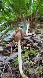 Attēlu rezultāti vaicājumam “Helvella elastica”