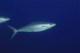 Image result for Elagatis bipinnulata