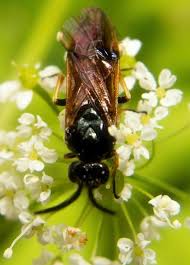 Attēlu rezultāti vaicājumam “Arge ustulata”