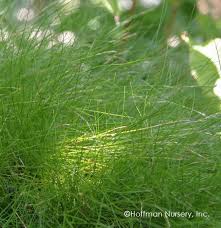 Attēlu rezultāti vaicājumam “Carex appropinquata leaf”