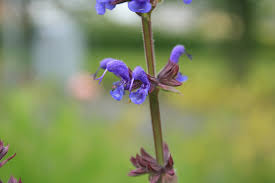 Attēlu rezultāti vaicājumam “Salvia nemorosa flower”