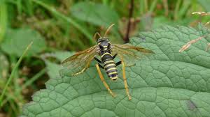Attēlu rezultāti vaicājumam “Tenthredo scrophulariae”
