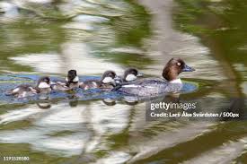 Attēlu rezultāti vaicājumam “Bucephala clangula female”