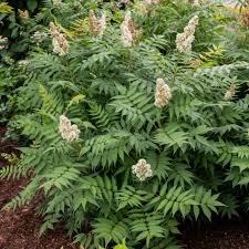 Attēlu rezultāti vaicājumam “Sorbaria sorbifolia”