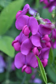 Attēlu rezultāti vaicājumam “Lathyrus tuberosus flower”