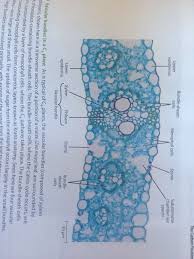 Attēlu rezultāti vaicājumam “Zea mays leaf”