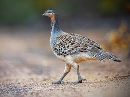 Attēlu rezultāti vaicājumam “Leiocolea collaris”