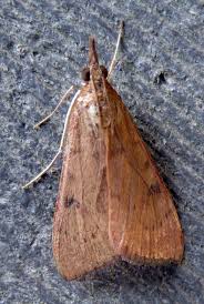 Attēlu rezultāti vaicājumam “Udea lutealis”