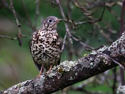Attēlu rezultāti vaicājumam “Turdus viscivorus juvenile”