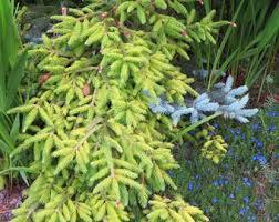 Attēlu rezultāti vaicājumam “Picea abies fo. virgata”